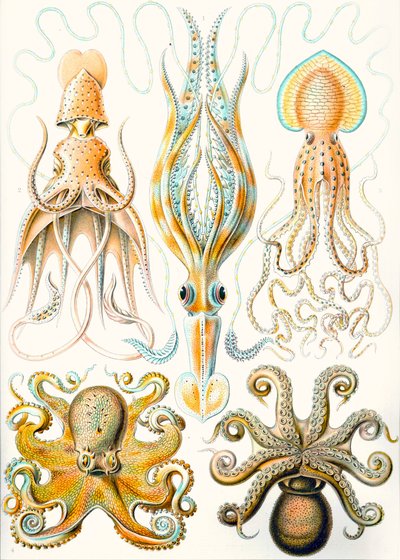 Példák a különböző lábasfejűek „természet művészeti formáira” alkotó: Ernst (after) Haeckel