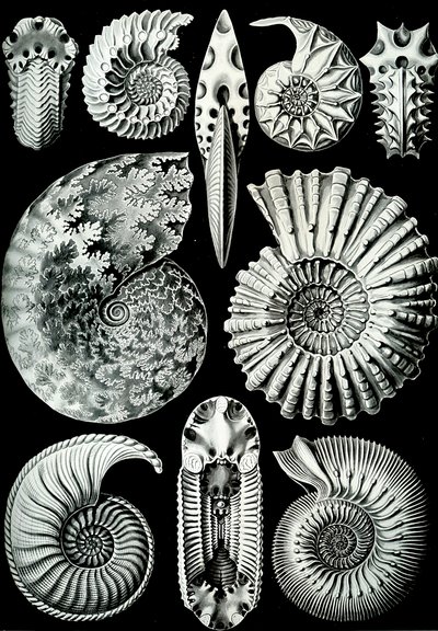 Ammonitida illusztrációja a "Természet művészeti formái" 1904-ből (litho) alkotó: Ernst (after) Haeckel