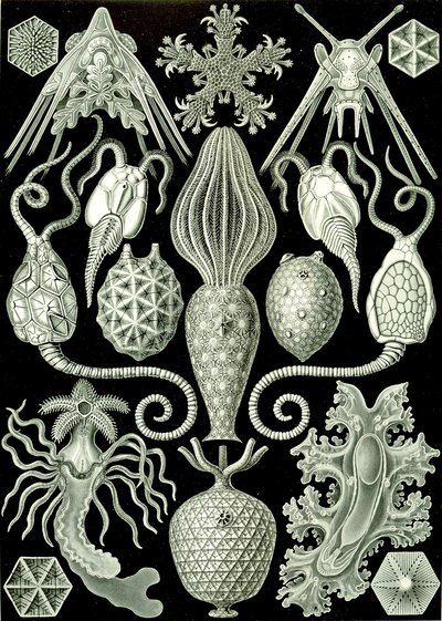 Amphoridea illusztrációja az "Art Forms of Nature" 1904-ből (litho) alkotó: Ernst (after) Haeckel
