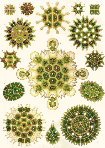 A Pediatrum fajtái a "természet művészeti formáiból" alkotó: Ernst (after) Haeckel