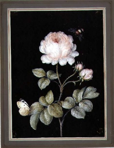 Rózsa darázssal és pillangóval (guache papíron) alkotó: Ernst Friedrich Carl Lang