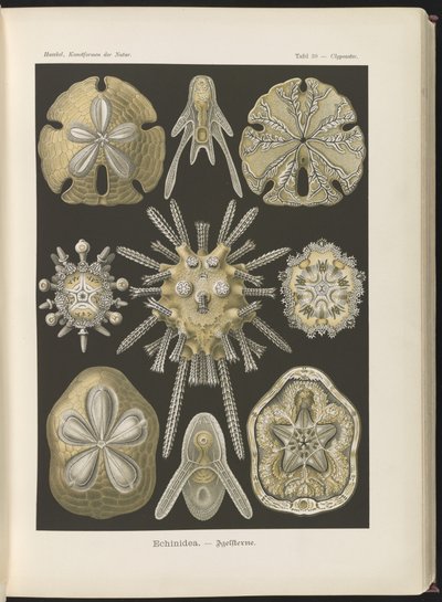 Echinidea: tengeri sünök és tengeri dollár alkotó: Ernst Haeckel