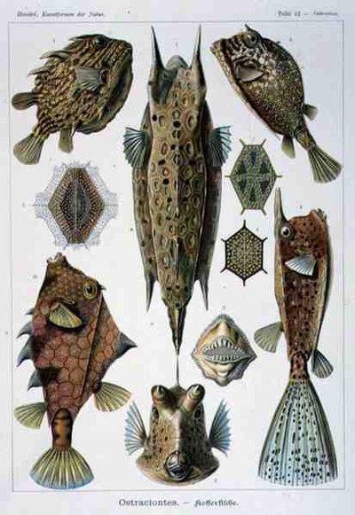 Ostraciontes, az Artforms of Nature tányérja alkotó: Ernst Haeckel