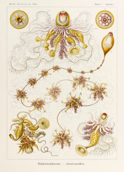 7. tábla Epibulia Siphonophorae a "Kunstformen der Natur"-ból (Művészet a természetben), illusztrálta Ernst Haeckel (1834-1919) alkotó: Ernst Haeckel