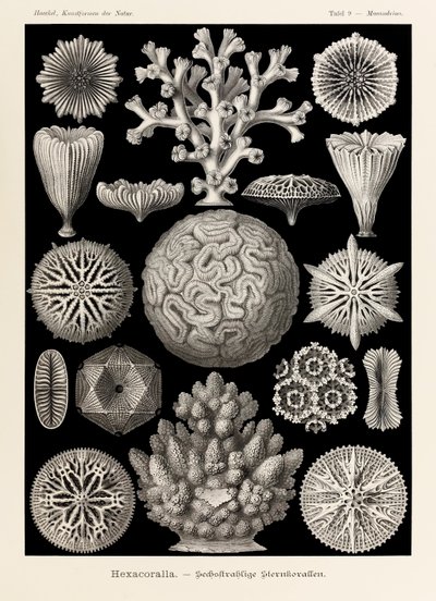 9. tábla Maeandrina Hexacoralla a "Kunstformen der Natur"-ból (Művészet a természetben), Ernst Haeckel (1834-1919) illusztrálta alkotó: Ernst Haeckel