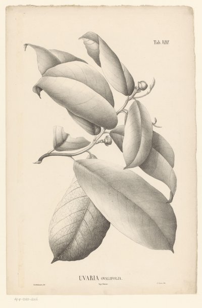 Ág levelekkel és virágbimbókkal Uvaria Ovalifolia (cím a tárgyon) alkotó: Ernst Philipp Sixtus