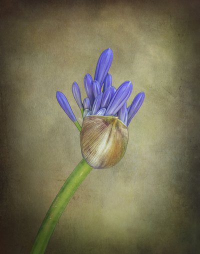 Lila agapanthus rügy alkotó: Esteban Rios