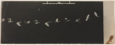 Egy repülő gém kronofotója alkotó: Etienne Jules Marey