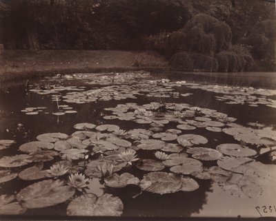 Nympheas (Bagatelle),1925 (fotó) alkotó: Eugène Atget