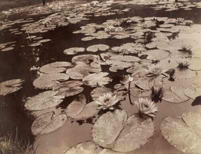 Tavirózsák (Bagatelle) alkotó: Eugène Atget