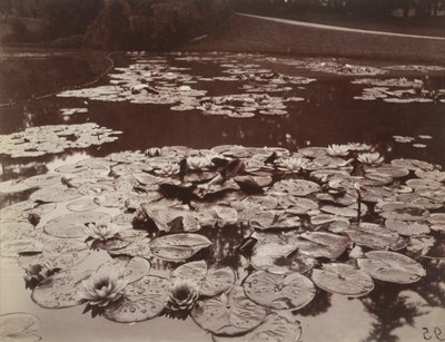 Tavirózsák alkotó: Eugène Atget