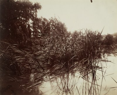 Nádas, a plessis-piquet-i tó alkotó: Eugène Atget