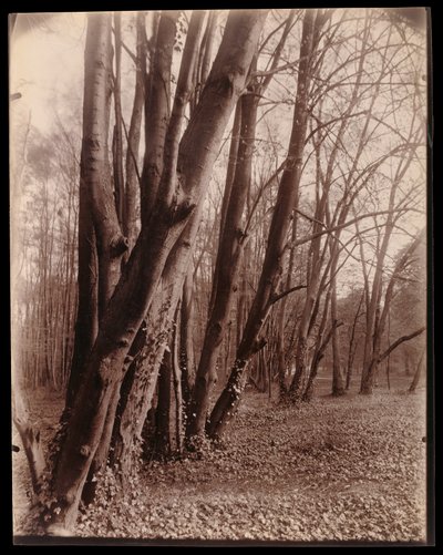A Saint-Cloud-i park alkotó: Eugène Atget