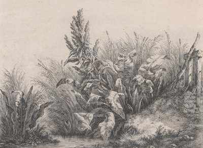 Great Water Dock Plant, 1840. alkotó: Eugene Bléry