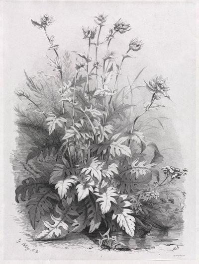 Természet után rajzolt különféle növények csoportjai: 1848. 7. sz. alkotó: Eugene Bléry