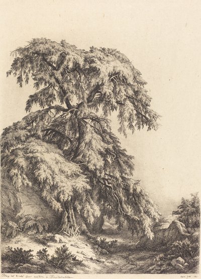 Borókafa, 1840. alkotó: Eugene Bléry