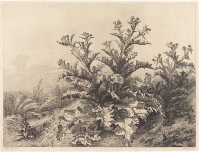 Nagy bogáncs, 1843. alkotó: Eugene Bléry
