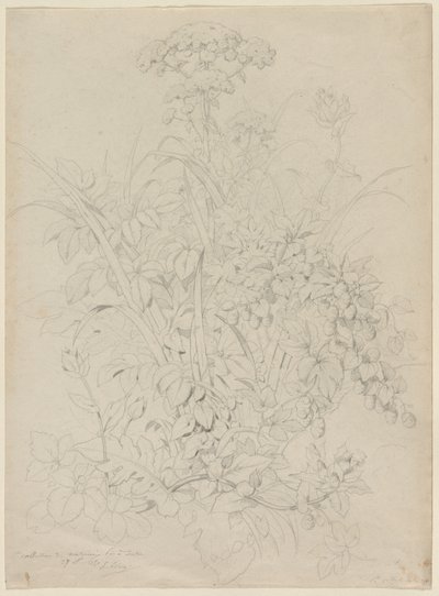 Növénytanulmány, 1857. alkotó: Eugene Bléry