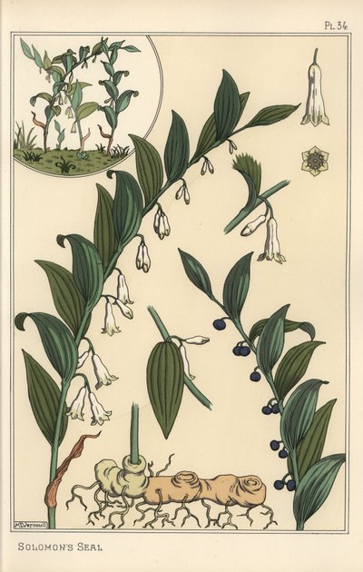 Salamon pecsétjének, Polygonatum multiflorumnak botanikai illusztrációja alkotó: Eugene Grasset