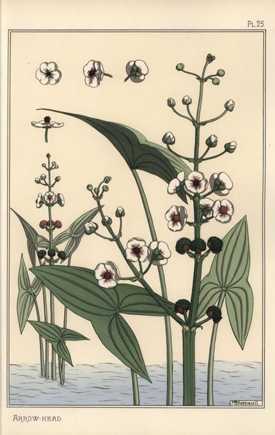 A nyílhegy, Sagittaria sagittifolia botanikai illusztrációja alkotó: Eugene Grasset