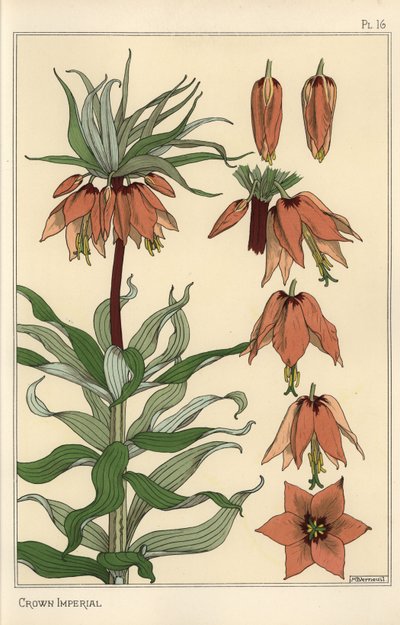 A koronás birodalmi virág, Fritillaria imperialis botanikai illusztrációja alkotó: Eugene Grasset