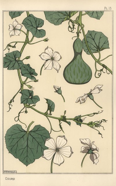 A tök botanikai illusztrációja alkotó: Eugene Grasset