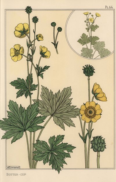 Boglárka botanikai tanulmány alkotó: Eugene Grasset