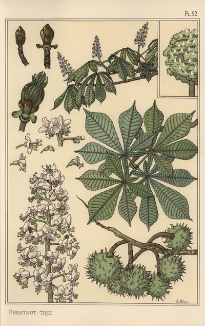 Gesztenyefa botanikai tanulmány alkotó: Eugene Grasset