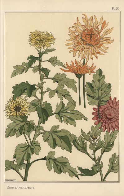 Krizantém botanikai tanulmány alkotó: Eugene Grasset