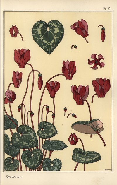 Ciklámen növény, a virág, levelek, szirmok részleteivel alkotó: Eugene Grasset