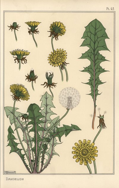 Pitypang botanikai tanulmány alkotó: Eugene Grasset
