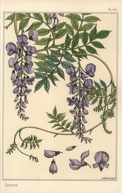 A glicin botanikai vizsgálata alkotó: Eugene Grasset