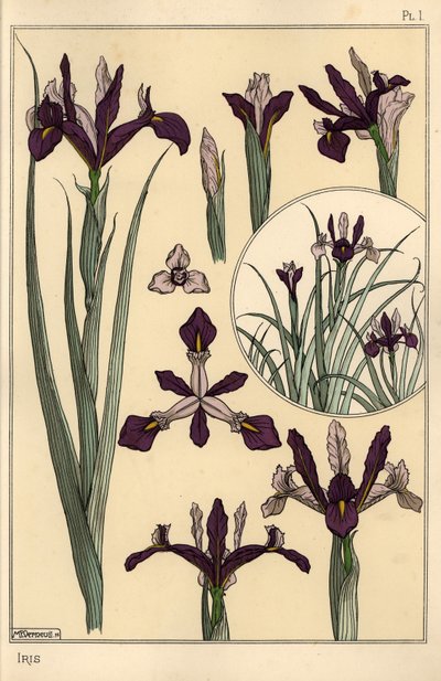 Írisz növény- és virágrészek, betéttel alkotó: Eugene Grasset
