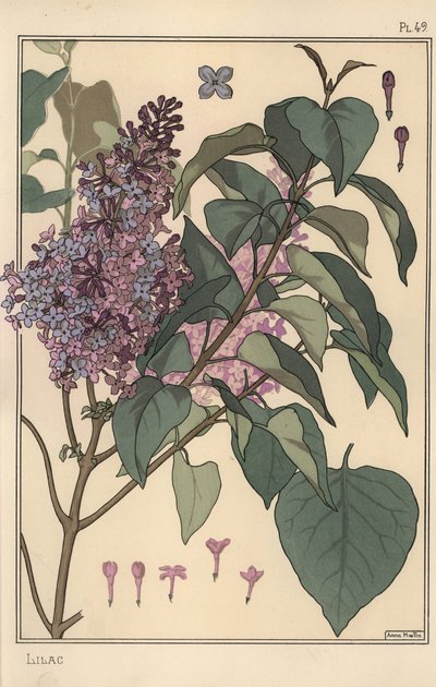 Lila botanikai tanulmány. alkotó: Eugene Grasset
