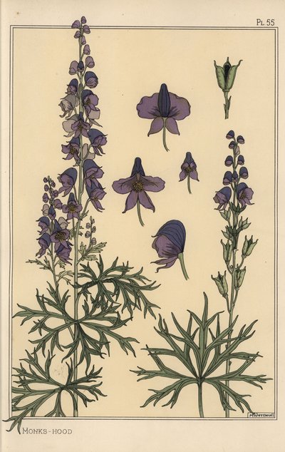 Monks hood botanikai tanulmány alkotó: Eugene Grasset