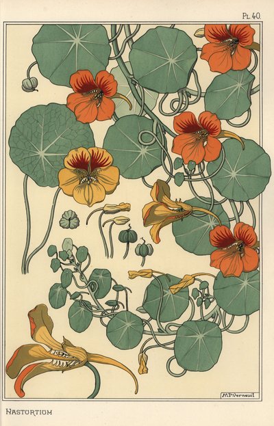 Nasturtium botanikai tanulmány alkotó: Eugene Grasset