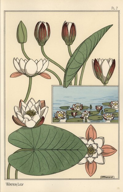 A tavirózsa, a Nelumbo lutea és a virágrészek alkotó: Eugene Grasset