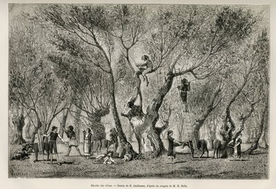 Olajbogyógyűjtemény az Amphissa régióban, E.Guillaume rajza Henri Belle történetének illusztrálására: Voyage en Greece alkotó: Eugene Guillaume