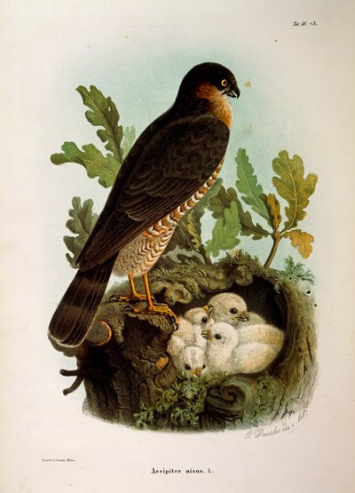 Illusztráció Eugenio Bettoni "Lombardiában fészkelő madarak természetrajza" című művéből, amely az eurázsiai pacsirta Accipiter nisust ábrázolja, Oscar Dressler alkotó: Eugenio Bettoni, Oscar Dressler