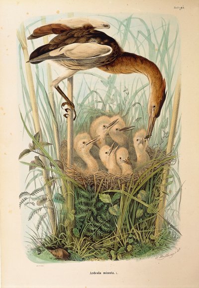 Illusztráció Eugenio Bettoni "A Lombardiában fészkelő madarak természetrajza" című művéből, amely a kis keserűt ábrázoló Ixobrychus minutust ábrázolja, Oscar Dressler alkotó: Eugenio Bettoni, Oscar Dressler