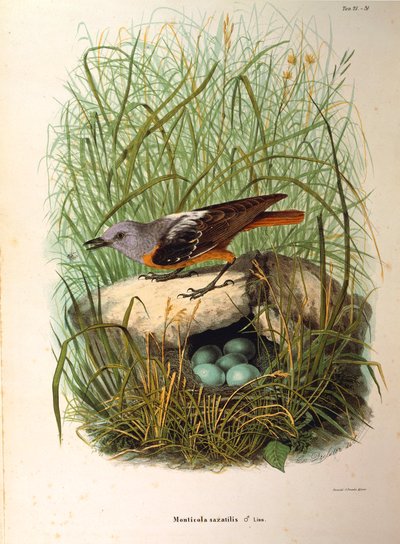 Illusztráció Eugenio Bettoni "Lombardiában fészkelő madarak természetrajza" című művéből, amely a Monticola saxatilis nőstény sziklarigót ábrázolja fészek szerint, Oscar Dressler alkotó: Eugenio Bettoni, Oscar Dressler