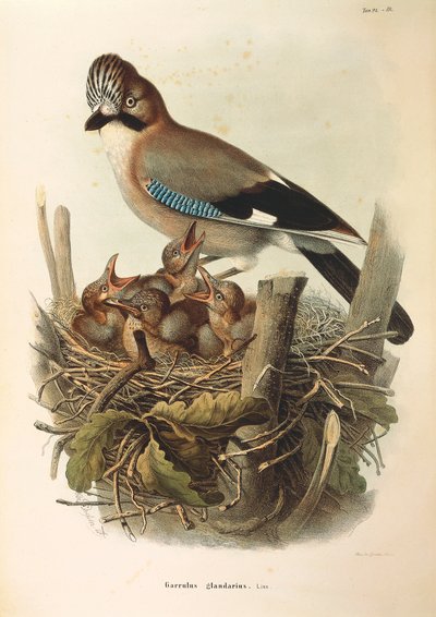 Illusztráció Eugenio Bettoni "Lombardiában fészkelő madarak természettörténete" című művéből, amely az eurázsiai Jay Garrulus glandariust ábrázolja, Oscar Dressler alkotó: Eugenio Bettoni, Oscar Dressler