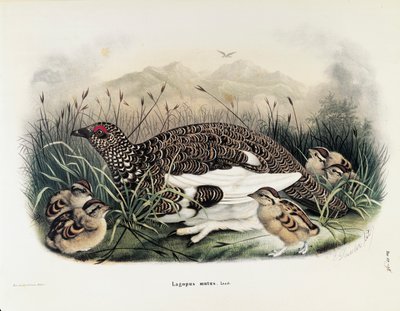 Illusztráció Eugenio Bettoni "A Lombardiában fészkelő madarak természetrajza" című művéből, amely a szikláb Lagopus mutát ábrázolja, Oscar Dressler alkotó: Eugenio Bettoni, Oscar Dressler