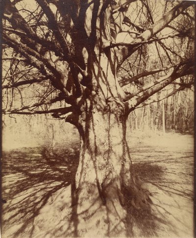 Fa (Garche) Bükk alkotó: Eugène Atget