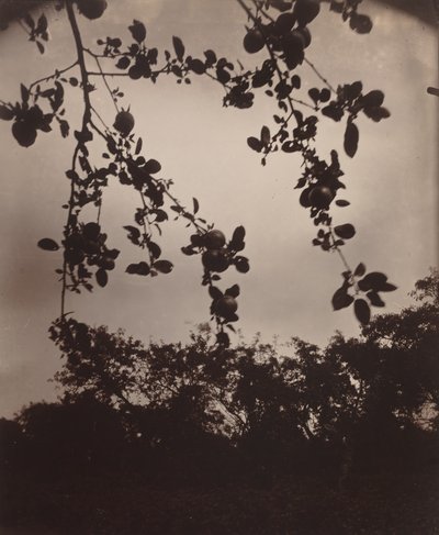 almafa ága alkotó: Eugène Atget