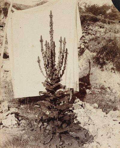 Mullein virágzásban alkotó: Eugène Atget