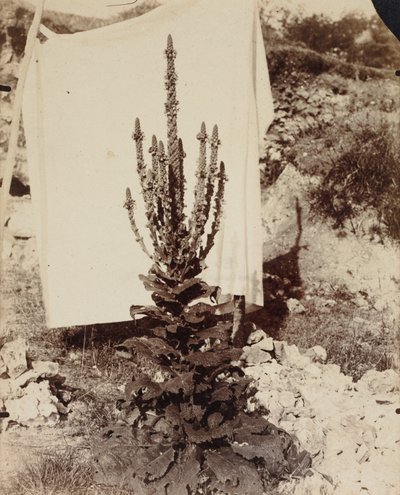Mullein in Bloom, c. 1897-1899. alkotó: Eugène Atget