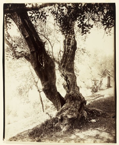 Olivier, Nizza, 1900 körül alkotó: Eugène Atget