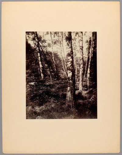 Saint-Cloud Park alkotó: Eugène Atget