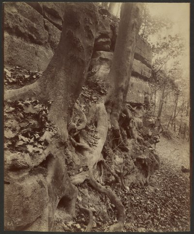 Saint-Cloud Park alkotó: Eugène Atget